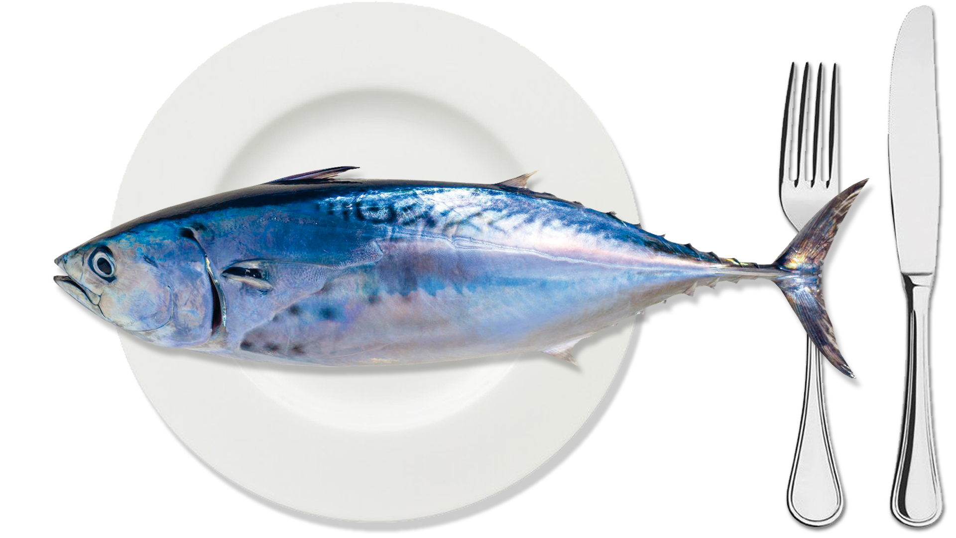 Tonnetto O Alletterato HelloFish tonnetto-o-alletterato-hellofish